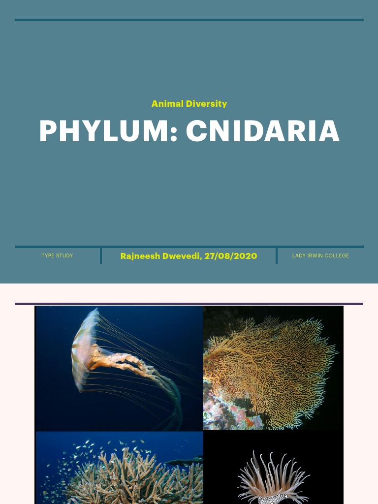 Cnidaria PDF