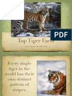 Tiger Facts and Information
