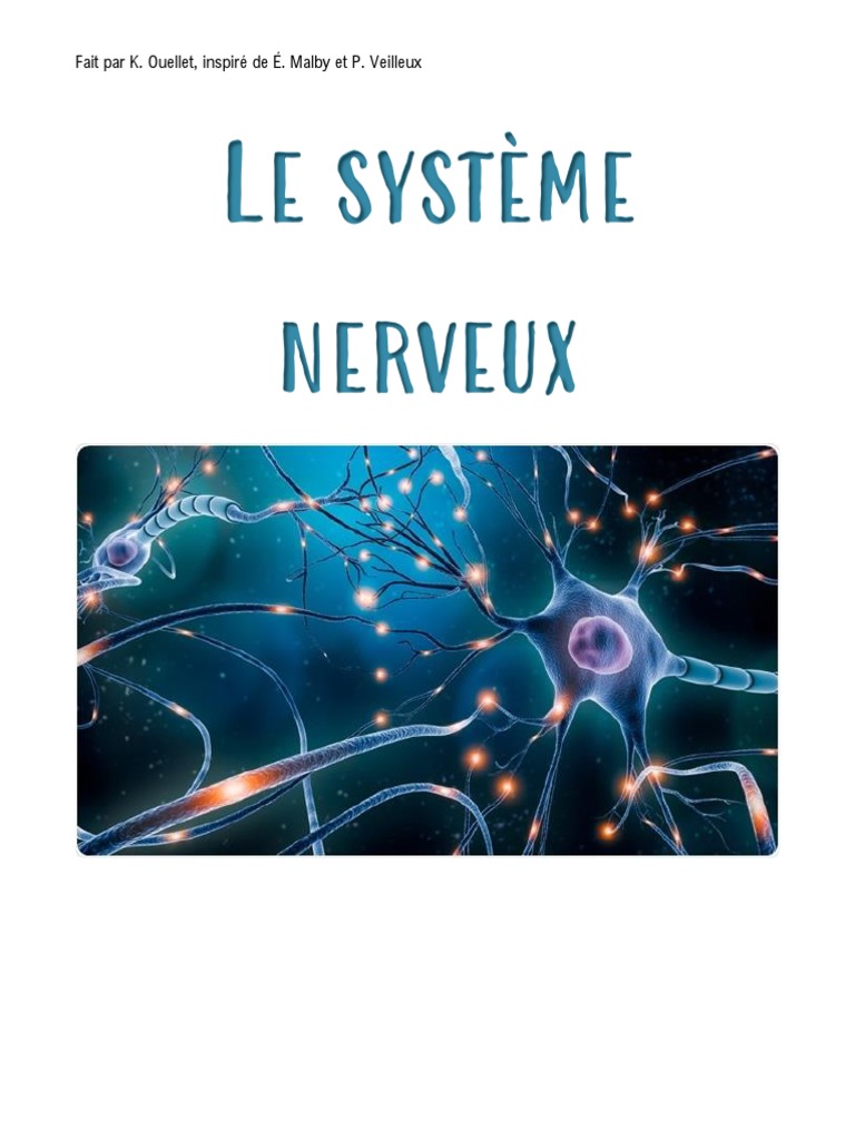 Document 15 - Le Système Nerveux | PDF | Nerf | Système nerveux