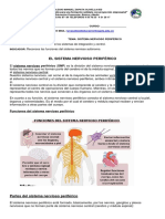 Sistema nervioso periférico: Estructura y funciones clave