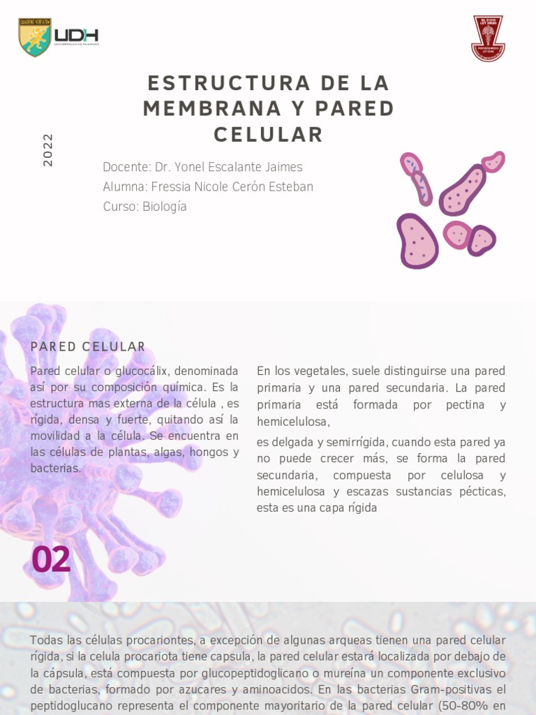 Estructura de Membrana y Pared Celular | PDF | Pared celular | Bicapa ...