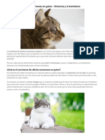 Carcinoma de Células Escamosas en Gatos - Síntomas y Tratamiento Carcinoma de Células Escamosas en Gatos - Síntomas y Tratamiento