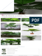 Visitar Compartilhar Adicionar A: Tipos de Palmeiras: 11 Espécies +60 Fotos de Palmeiras em Jardins