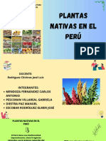 Plantas nativas peruanas: maca, quinua, chincho, paico, uña de gato y llantén