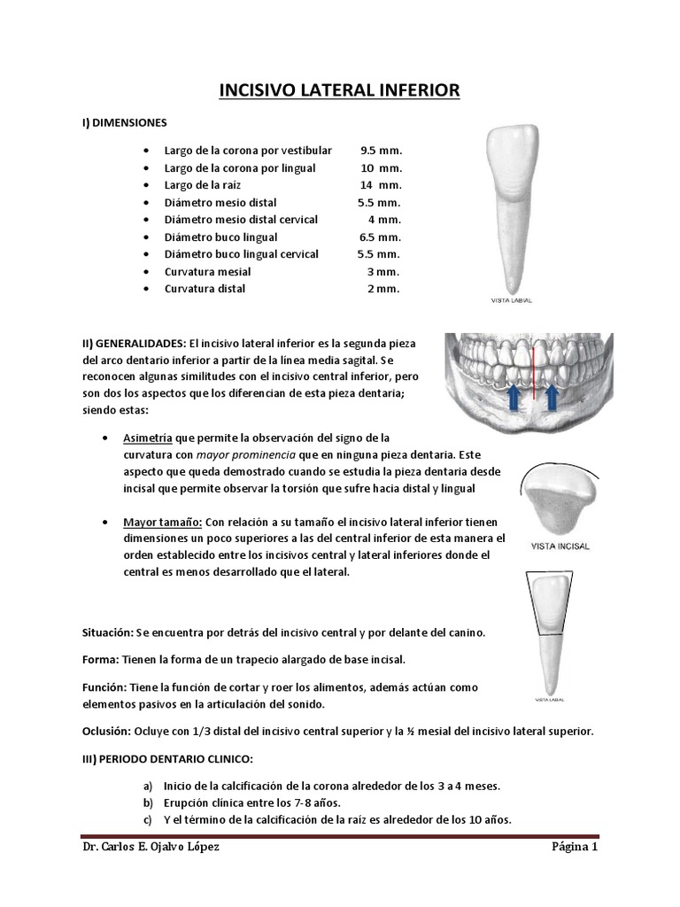 Incisivo Lateral Inferior | PDF | Diente | Anatomia dental