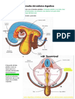 Embrio Tubo Digestivo Clase y Libro