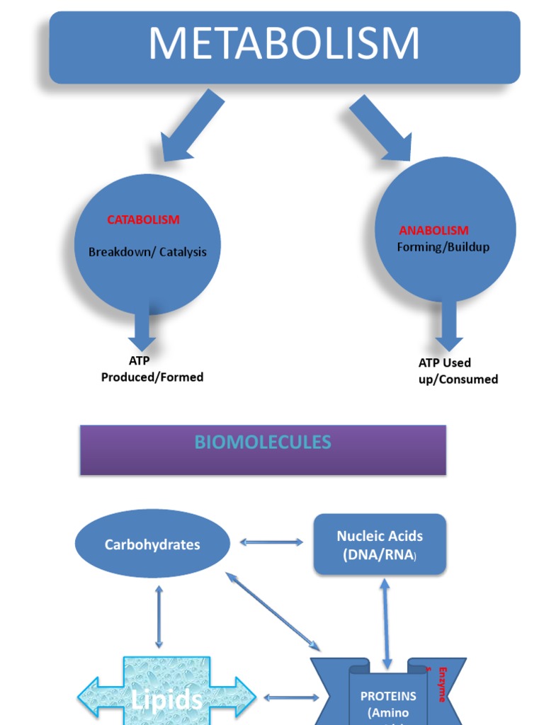 Metabolism: Catabolism and Anabolism | PDF