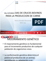 Alternativas de Cruces Bovinos para La Produccion de Carne: Henry Oswaldo Marulanda MVZ. Esp