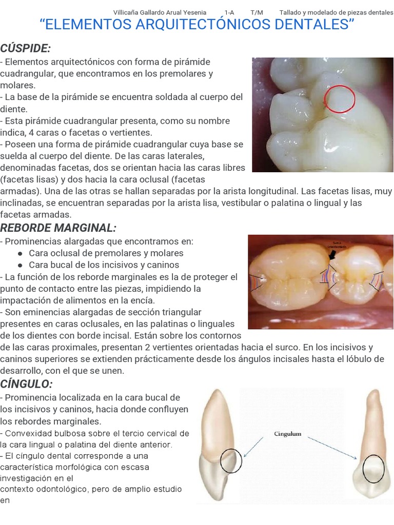 Elementos Arquitectónicos Dentales | PDF | Diente | Anatomia dental