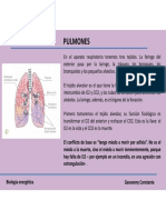 Pulmones: funciones, conflictos y sanación