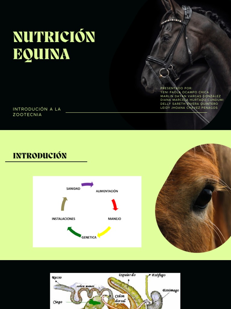 NUTRICION EQUINA INTRODUCCION A LA ZOOTECNIA. PDF Alimentos Nutrición