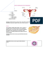 Aparato Reproductor Femenino