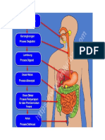 Proses Pencernaan Pada Manusia