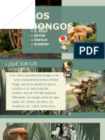 HONGOS (1)