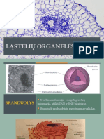 Ląstelių Organelės