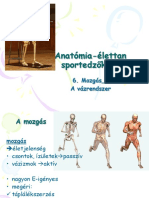 Anatómia-Élettan Sportedzőknek: 6. Mozgás - 1 A Vázrendszer