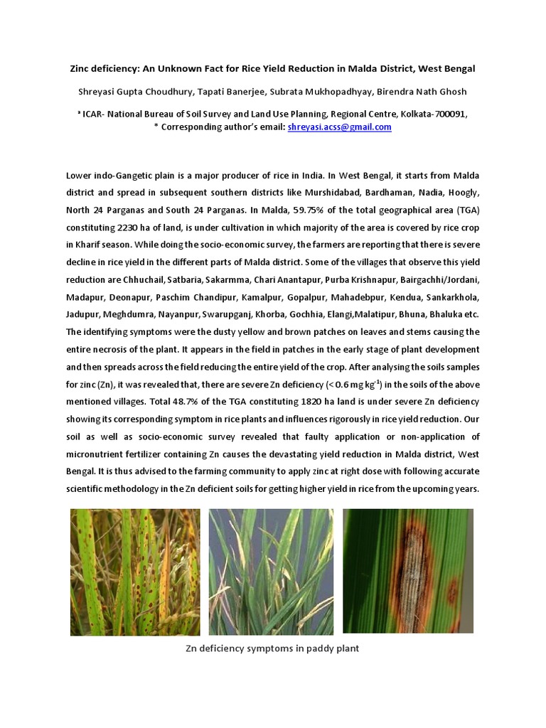 Zn Deficiency vs. Rice Productivity PDF