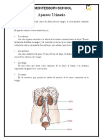 Aparato Urinario: Montessori School