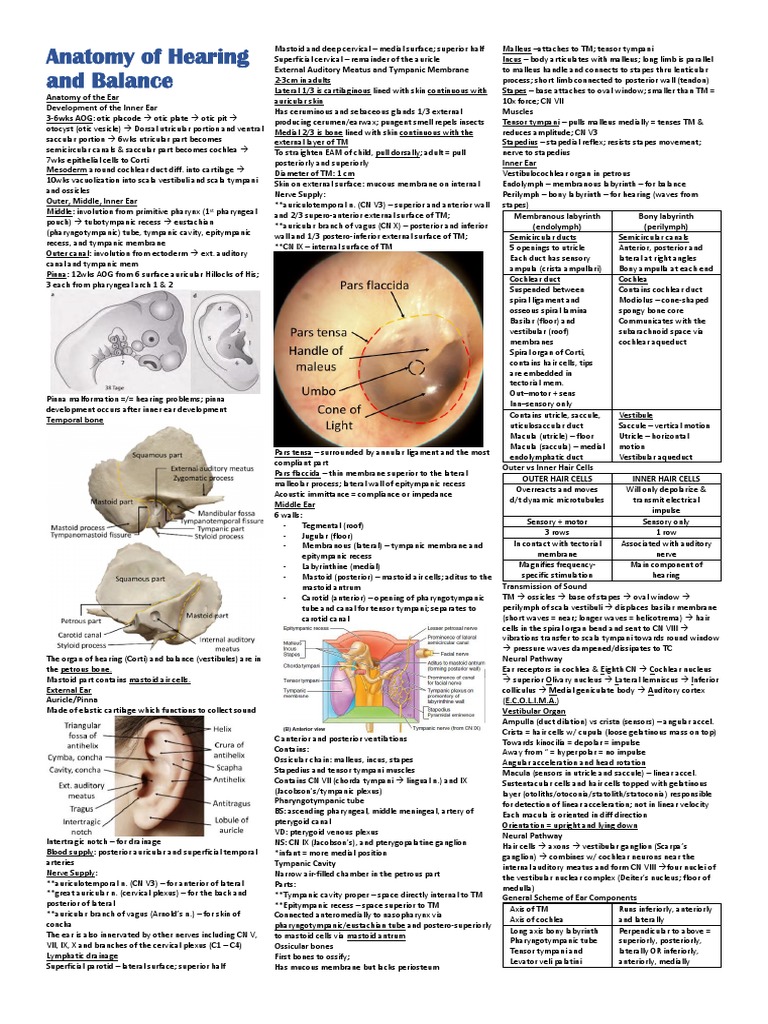 Ear Anatomy and Hearing Mechanism | PDF | Ear | Auditory System