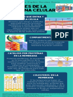 1ActU6 MembranaCelular