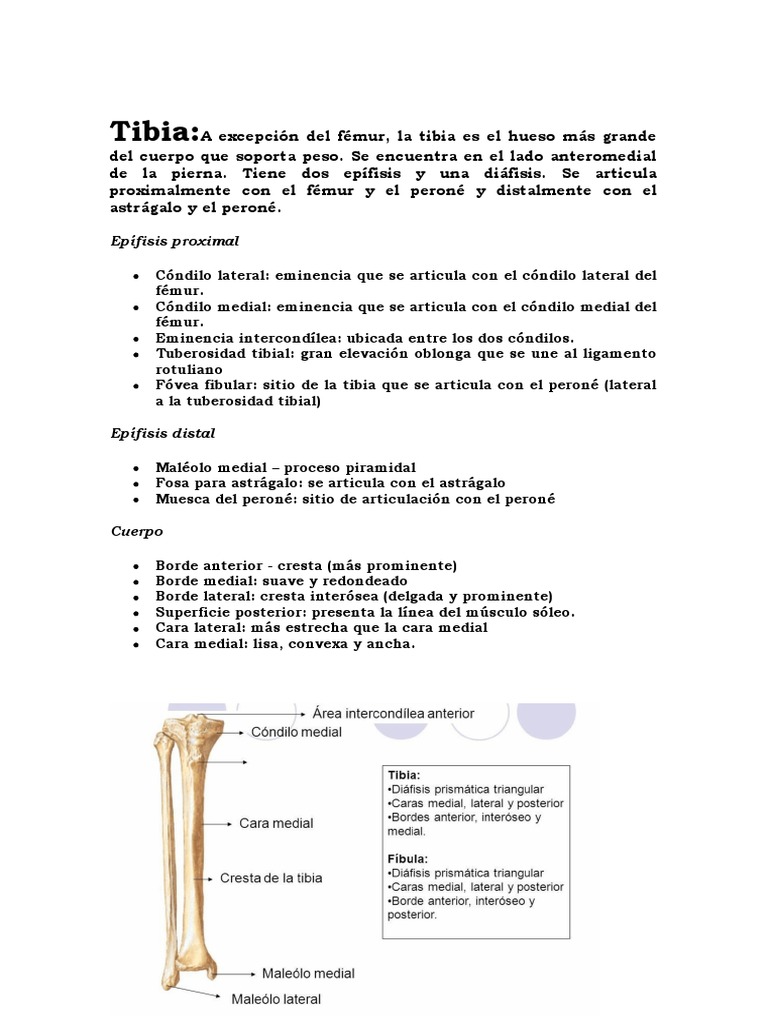 TIBÍA | PDF