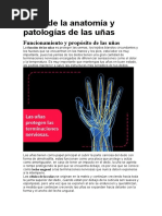 Anatomía de La Uña y Sus Partes | PDF | Clavo (anatomía) | Sistema ...