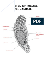 Sebastian Wu Wu - A Typical Animal Cell