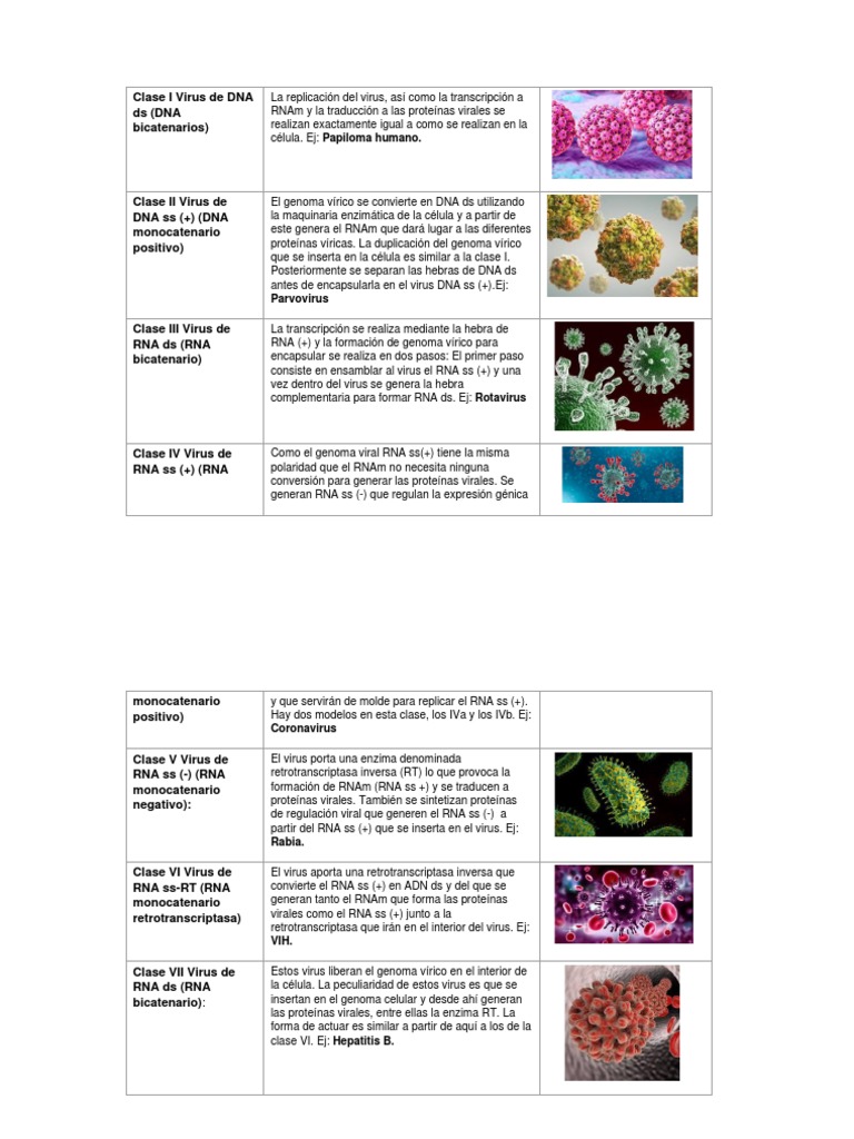 Clasificación de Los Virus | PDF | Virus | Rna