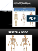 Sistema Osteoartromuscular