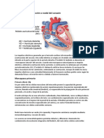 El Sistema de Conducción o Nodal Del Corazón