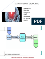 Repaso Sistema Nervioso y Endocrino (3138)