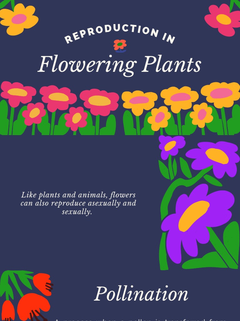 Reproduction in Flowering Plants | PDF | Flowers | Pollination