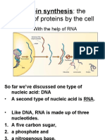 Topic 12 - Protein Synthesis