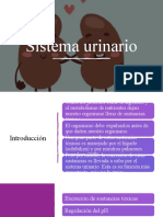 Sistema Urinario