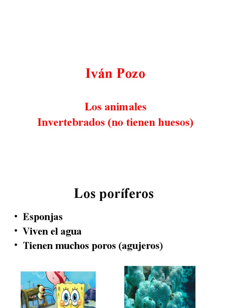 Invertebrados PDF