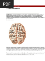 Portal da Mente e do Cérebro