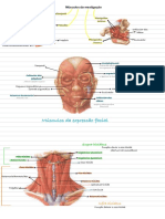 Anatomia 5