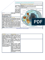 ESTRUCTURA DE LA CÉLULA Eucariota