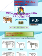 Osteología de los animales domésticos