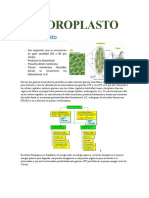 Resumen Cloroplastos Biocel