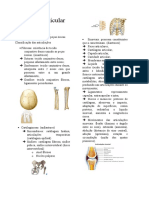 Sistema articular: classificação e movimentos