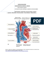 Sistema circulatorio: Identificación de estructuras cardiacas y límites del área cardiaca