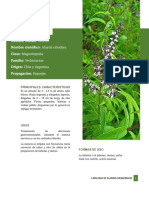 Catalogo de Plantas Medicinales