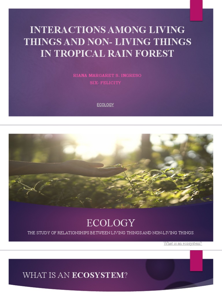 Rainforest Ecosystem Interactions | PDF | Home & Garden