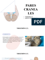 Pares Craneales V y Xiii