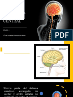 El Sistema Nervioso Central
