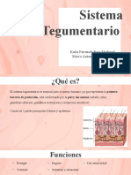 Sistema Tegumentario: Karla Fernanda Ruiz Madrigal Marco Antonio Yam Ortegón