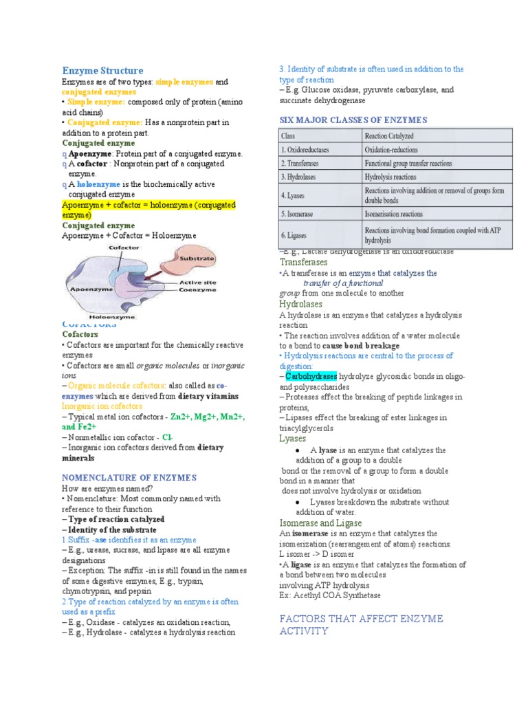 Enzyme Molecule Structure
