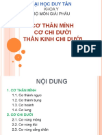 Cơ Thân Mình Cơ Chi Dƣới Thần Kinh Chi Dƣới