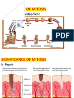 Significance of Mitosis: A. Growth and Development